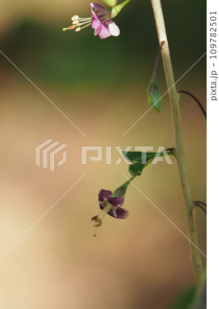 クコの花 109782501