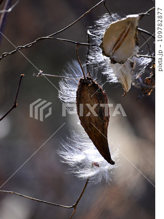 光り輝くガガイモの綿毛 109782877