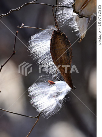 光り輝くガガイモの綿毛 109782885