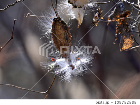 光り輝くガガイモの綿毛 109782888