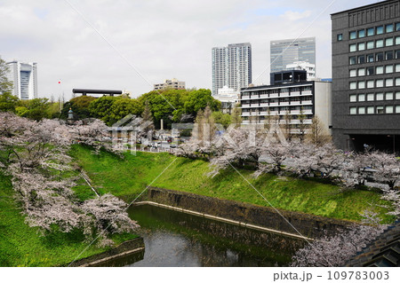 九段会館テラスから望む、靖国神社の鳥居とお堀の桜　3月千代田2113靖国神社鳥居と桜H3.2 109783003