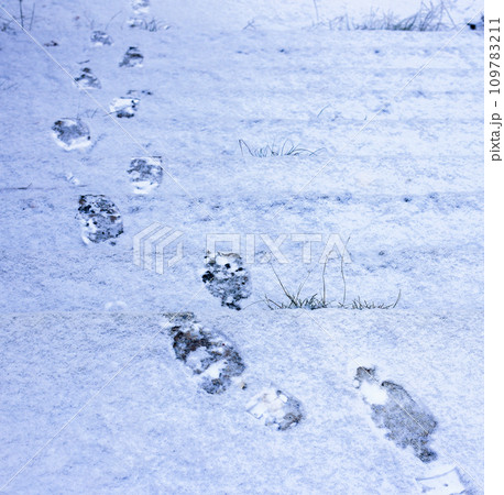 Footprints in the snow from shoes. 109783211