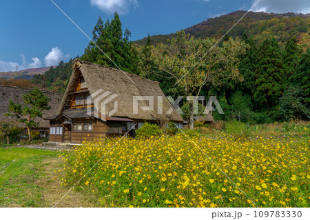 紅葉に包まれた五箇山　合掌造り集落 109783330