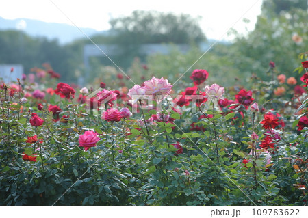 荒尾市 おもやい市民花壇 バラの花、 荒尾市 おもやい市民花壇 バラの花、 109783622