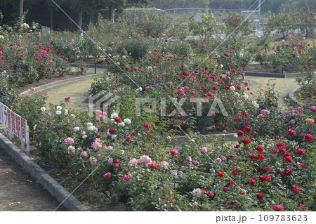 荒尾市 おもやい市民花壇 バラの花、 荒尾市 おもやい市民花壇 バラの花、 109783623