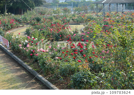 荒尾市 おもやい市民花壇 バラの花、 荒尾市 おもやい市民花壇 バラの花、 109783624