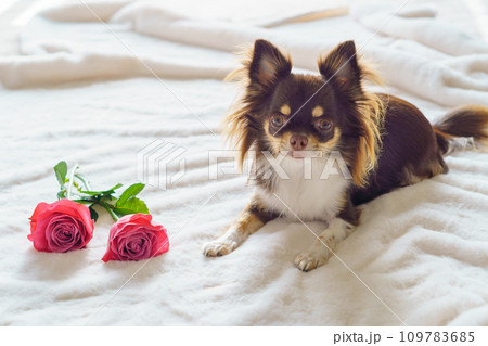 白いブランケットの上のチワワと薔薇の花 109783685