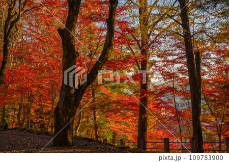 日枝神社　紅葉 109783900