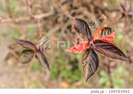 A picture of leafs with selective focus 109783902