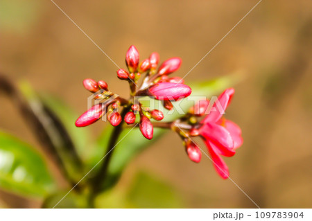 A picture of flowers with selective focus 109783904
