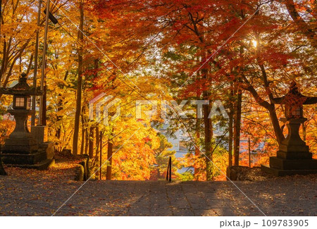 日枝神社　紅葉 109783905