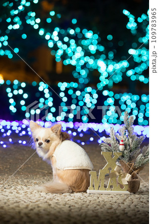 イルミネーションの背景にお座りしたチワワとクリスマスツリー イルミネーションの背景にお座りしたチワワとクリスマスツリー 109783965