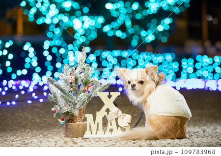 イルミネーションの背景にお座りしたチワワとクリスマスツリー イルミネーションの背景にお座りしたチワワとクリスマスツリー 109783968
