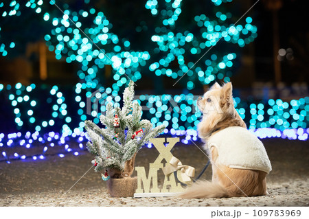 イルミネーションの背景にお座りしたチワワとクリスマスツリー イルミネーションの背景にお座りしたチワワとクリスマスツリー 109783969
