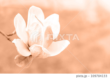 Color of the year 2024 Peach fuzz. Magnolia flower on blurred background. Color of the year 2024 Peach fuzz. Magnolia flower on blurred background. 109784133