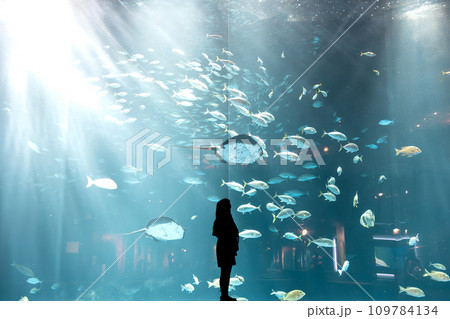 四国水族館の巨大水槽 109784134