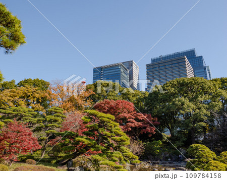 秋の皇居東御苑　二の丸庭園の紅葉と大手町のビル 109784158