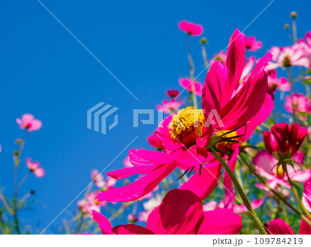秋晴れの花公園で咲く、赤色とピンク色のコスモスと青空 秋晴れの花公園で咲く、赤色とピンク色のコスモスと青空 109784219
