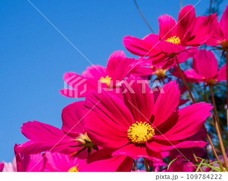 秋晴れの花公園で咲く、赤色とピンク色のコスモスと青空 109784222