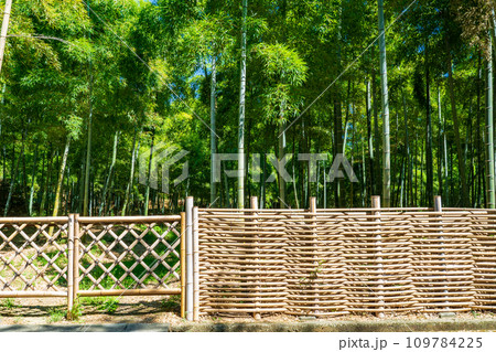 京都府向日市　竹の径　竹垣 109784225