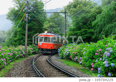 箱根登山電車_満開の紫陽花とあじさい電車の風景 109784229