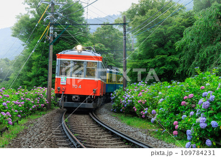 箱根登山電車_満開の紫陽花とあじさい電車の風景 109784231