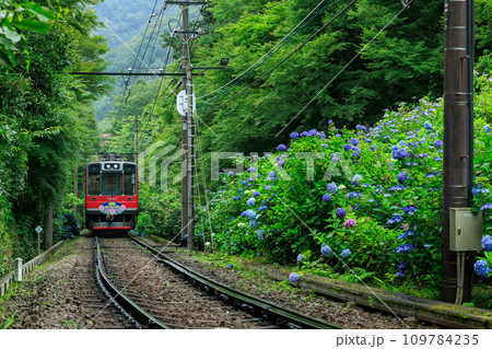 箱根登山電車_満開の紫陽花とあじさい電車の風景 109784235