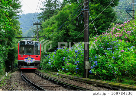 箱根登山電車_満開の紫陽花とあじさい電車の風景 109784236