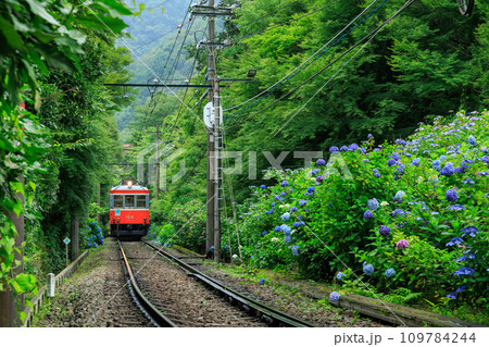 箱根登山電車_満開の紫陽花とあじさい電車の風景 109784244