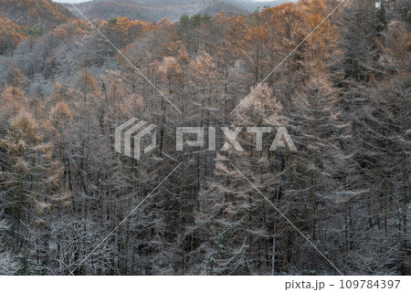 カラマツの紅葉と雪のコラボ 109784397