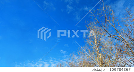 Early Spring Nature Wallpaper Trees Without Leaves on Blue Sky Background. Early Spring Nature Wallpaper Trees Without Leaves on Blue Sky Background. 109784867