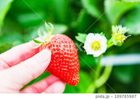 いちご狩り は 家族 で 楽しめる 春 の レジャー の 定番 【 イチゴ狩り の イメージ 】 109785987