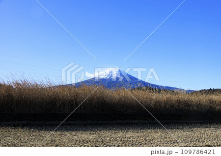 稲刈り後の田んぼから望む、冬の富士山 109786421