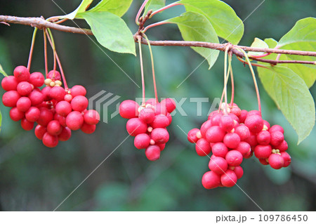 Schizandra on liana in garden. fruits of schisandra growing on branch in row 109786450
