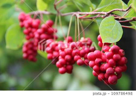 Red schisandra hanging in row. Bunches of ripe schizandra. Schizandra chinensis 109786498
