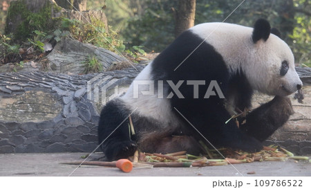 パンダ　シャンシャン 109786522