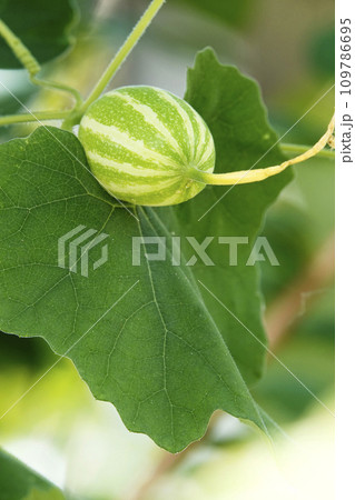 8月夏の緑色に結実した未熟な果実のカラスウリのウリボウ 8月夏の緑色に結実した未熟な果実のカラスウリのウリボウ 109786695