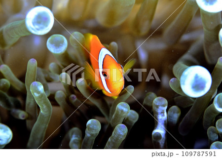 タマイタダキイソギンチャクに住むハマクマノミの幼魚 109787591