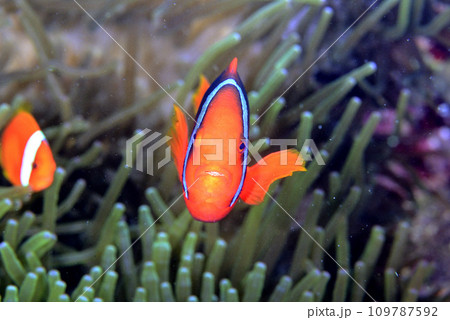 センジュイソギンチャクに住むハマクマノミのペア センジュイソギンチャクに住むハマクマノミのペア 109787592