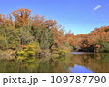 紅葉した木々と青空 109787790