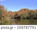 紅葉した木々と青空 109787791