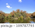 紅葉した木々と青空 109787793