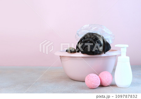 A cute pug puppy is bathing in a basin. A shower cap on the dog's head. The concept of cleanliness and hygiene for dogs. Dogs are like people. Pink background. Copy space. A cute pug puppy is bathing in a basin. A shower cap on the dog's head. The concept of cleanliness and hygiene for dogs. Dogs are like people. Pink background. Copy space. 109787832