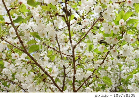 大島桜 白い花の桜 春 花見 大島桜 白い花の桜 春 花見 109788309