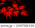 夜に見る紅葉#1 夜に見る紅葉#1 109788336
