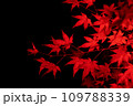 夜に見る紅葉#2 夜に見る紅葉#2 109788339