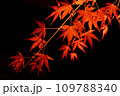 夜に見る紅葉#3 夜に見る紅葉#3 109788340