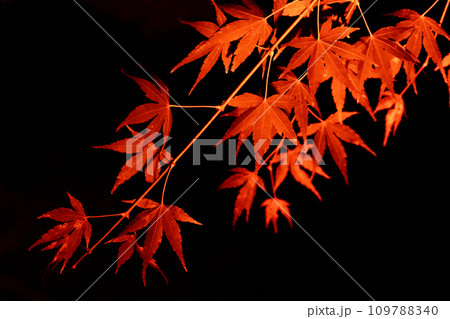 夜に見る紅葉#3 夜に見る紅葉#3 109788340