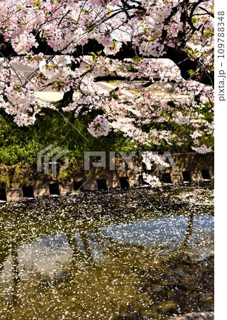 水面に浮かぶ桜の花びら 109788348