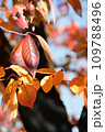 近所の公園の紅葉と青葉 109788496